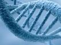 ADN représentation de l'ADN