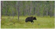 représentation de la nature ours